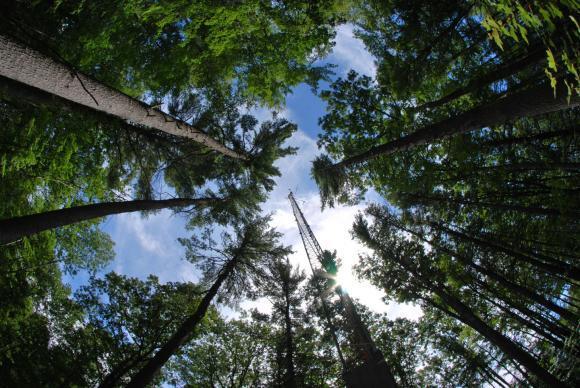 Harvard Forest