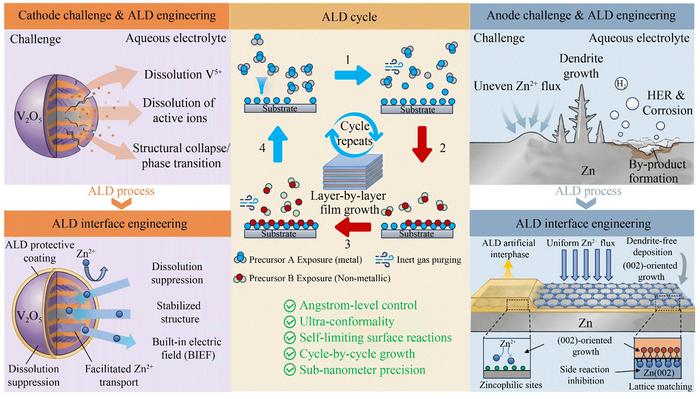 Schematic illustration of the challenges and atomic layer deposition (ALD) engineering strategies for both cathode and anode in ZIBs