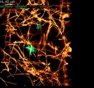 New Microscope Peers at Subcellular Gears in Action (5 of 8)