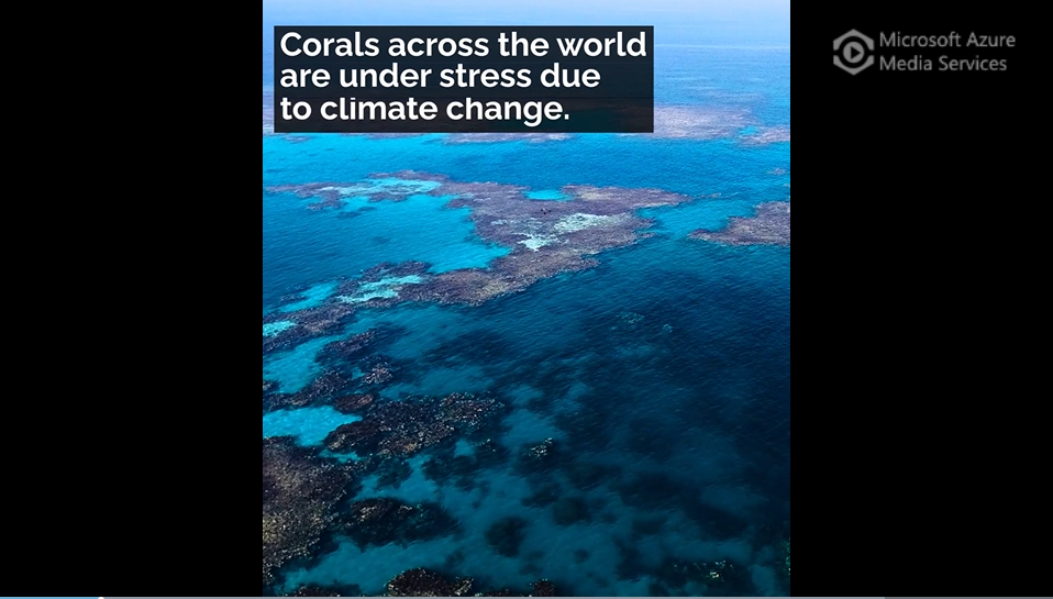 Northern Red Sea reefs resist bleaching in warming seas