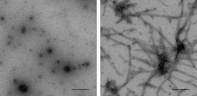 Unsumoylated vs. Sumoylated Alpha-Synuclein