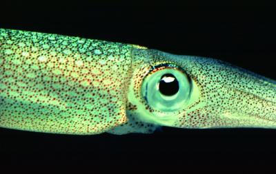 Squid