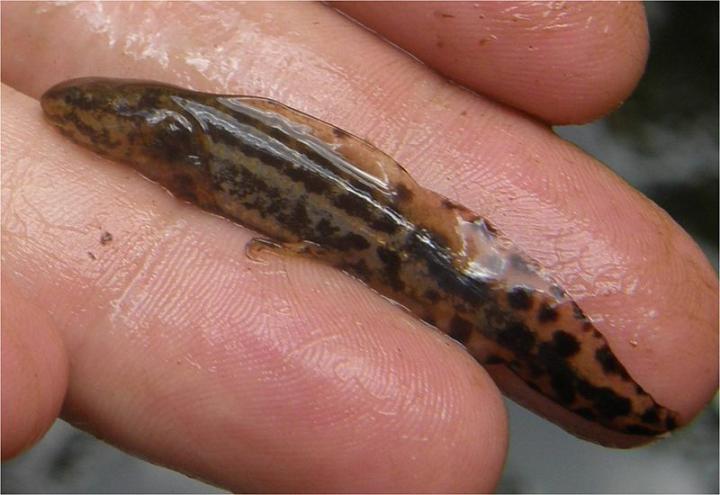 Salamander