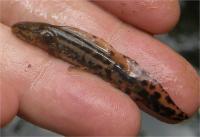 Salamander