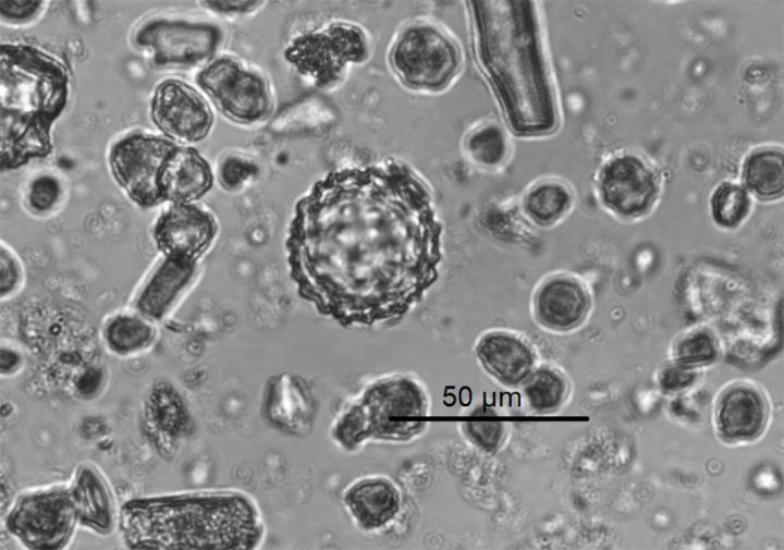 Ancient plant microfossils