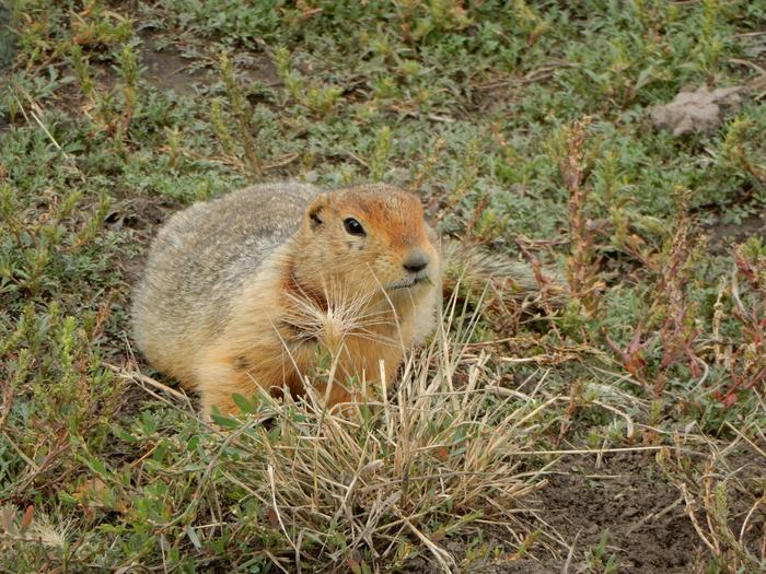 Arctic Ground Squirrel
