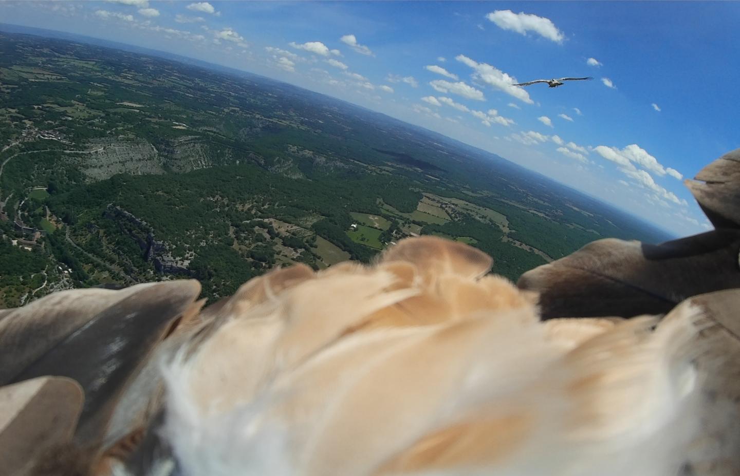 Vulture