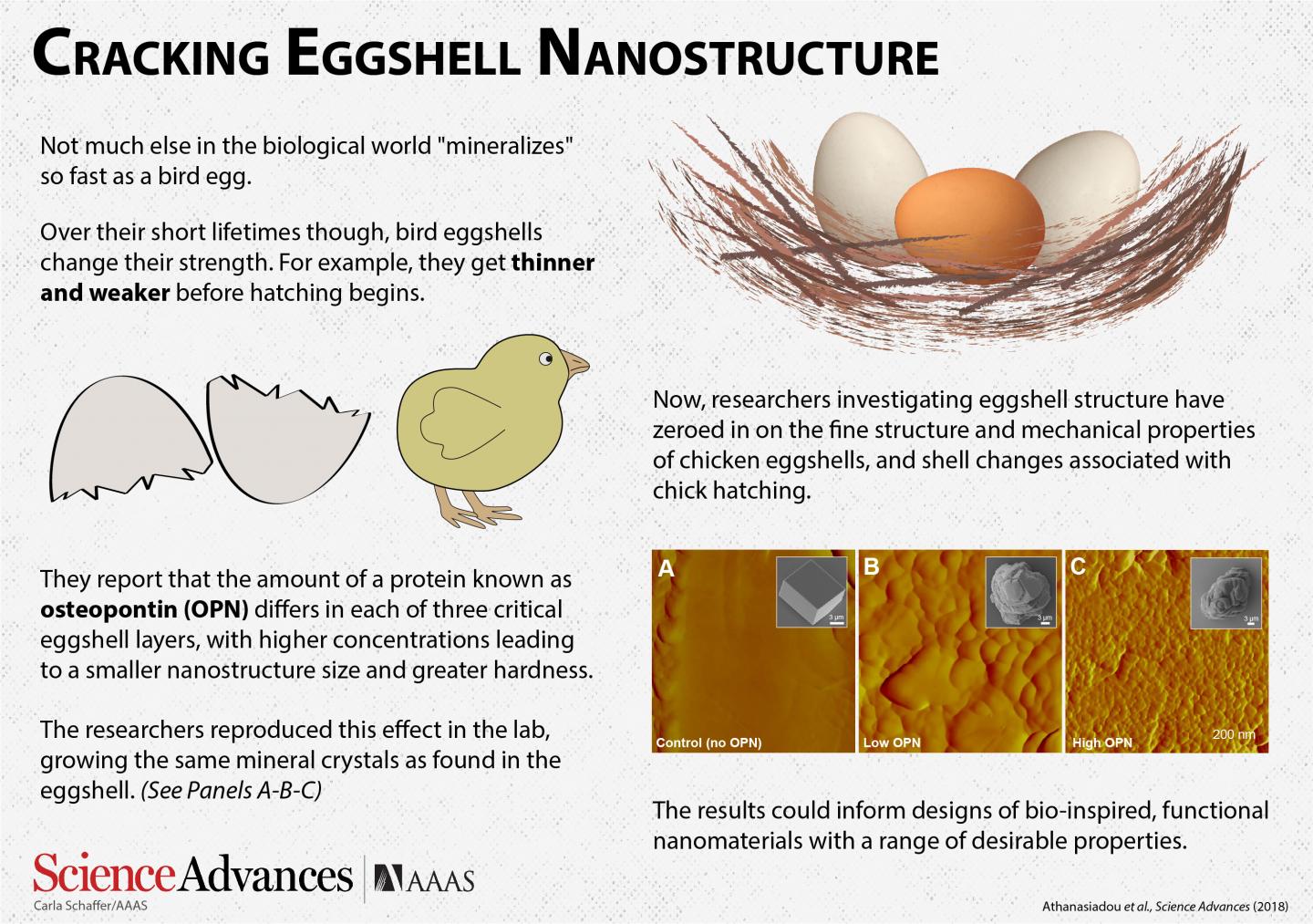 Cracking Avian Eggshell Structure (1 of 4)