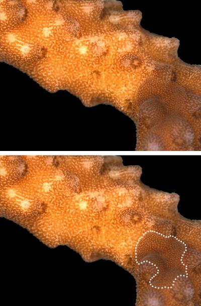 <i>Amakusaplana</i> Flat Worm on its Host Coral