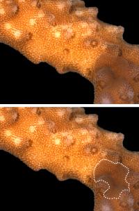 <i>Amakusaplana</i> Flat Worm on its Host Coral