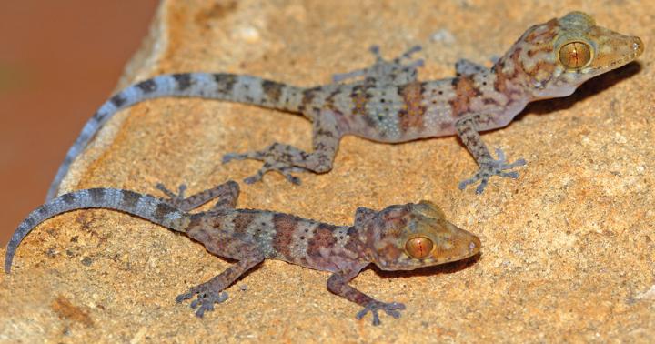 <i>Paroedura hordiesi</i> Juveniles