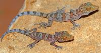 <i>Paroedura hordiesi</i> Juveniles