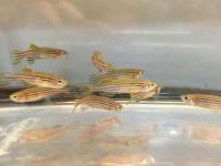 Zebrafish at University of Utah Health Centralized Zebrafish Animal Resource (CZAR) facility