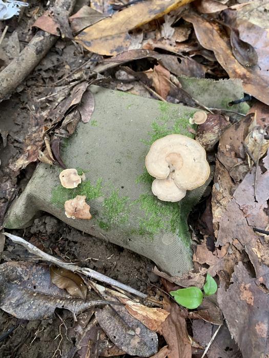 A wooden block with mushrooms growing on it.