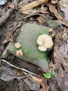 A wooden block with mushrooms growing on it.