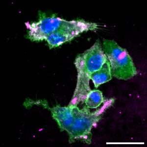 Molecular grappling hooks improve cancer drug targeting and effectiveness