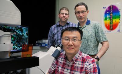 Bo Wang, Institute for Genomic Biology, Phil Newmark and James Collins, University of Illinois