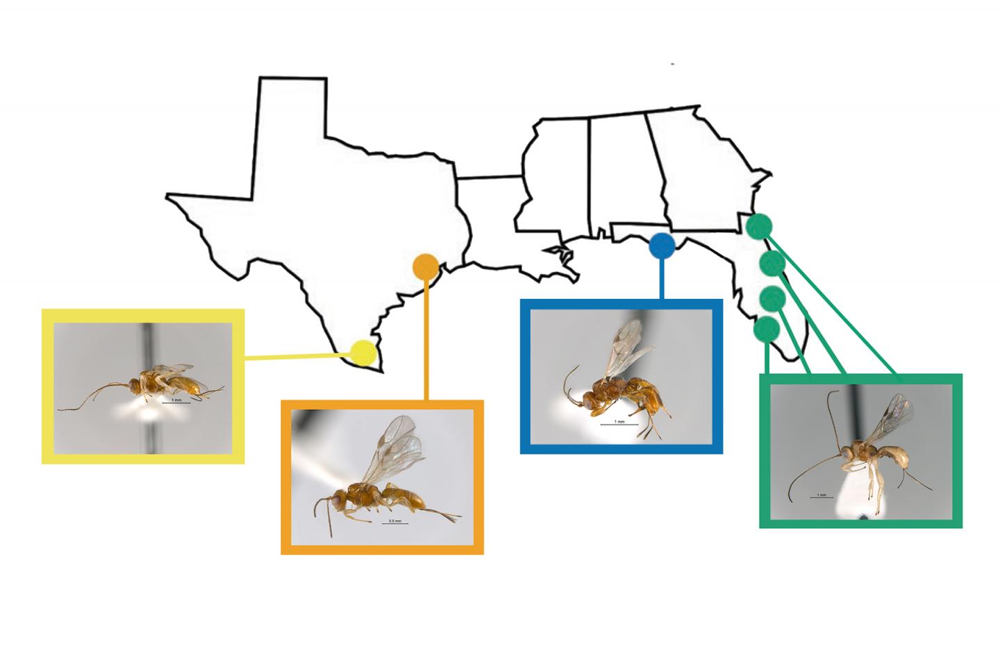Four Allorhogas Species
