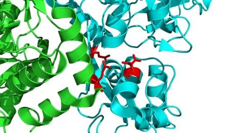 N3A Receptor Site
