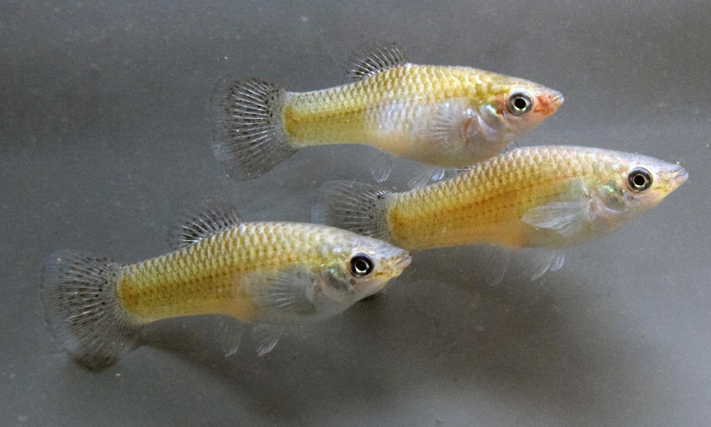Ideal Model Organisms to Isolate the Effects of Familiarity on Behavior