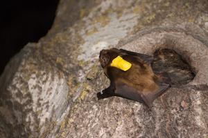 Bat with tag