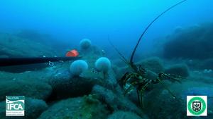 Crawfish filmed by the underwater camera
