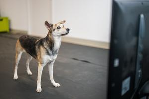 Effects of happy and angry human voice recordings on postural stability in dogs: An exploratory biomechanical analysis