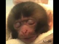 最初の笑顔： ニホンザルの赤ちゃんにおける自発的微笑 | EurekAlert!