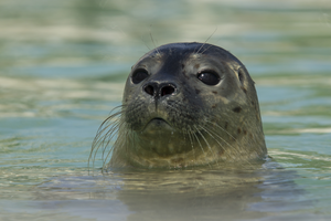Seal Center Pieterburen