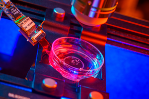 Microelectrode arrays and two-photon imaging