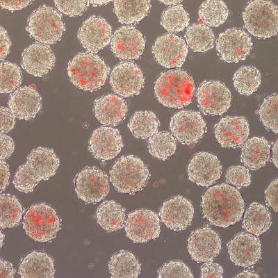 Embryoid Bodies With Microspheres