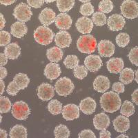 Embryoid Bodies With Microspheres