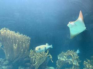 Atlantic Cownose Ray