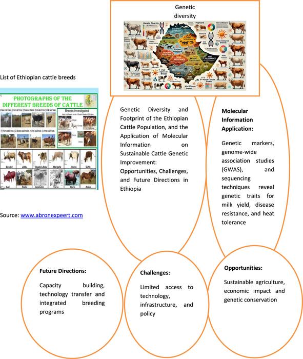 Graphical Abstract