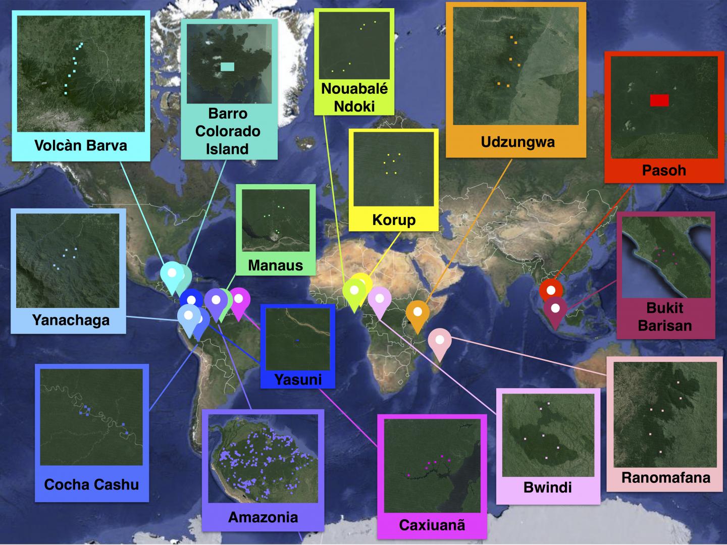 Upscaling to More Accurately Count Tropical Forest Tree Types