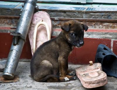 Research Aims to Find New Birth Control Options to Help Dogs and Cats