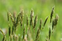 Grass pollen