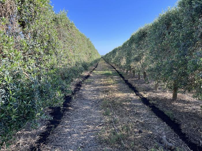 Olive Orchard in Stockton, CA