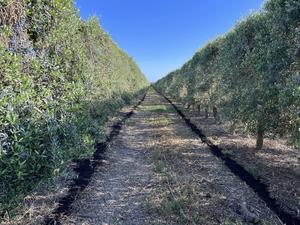 Olive Orchard in Stockton, CA