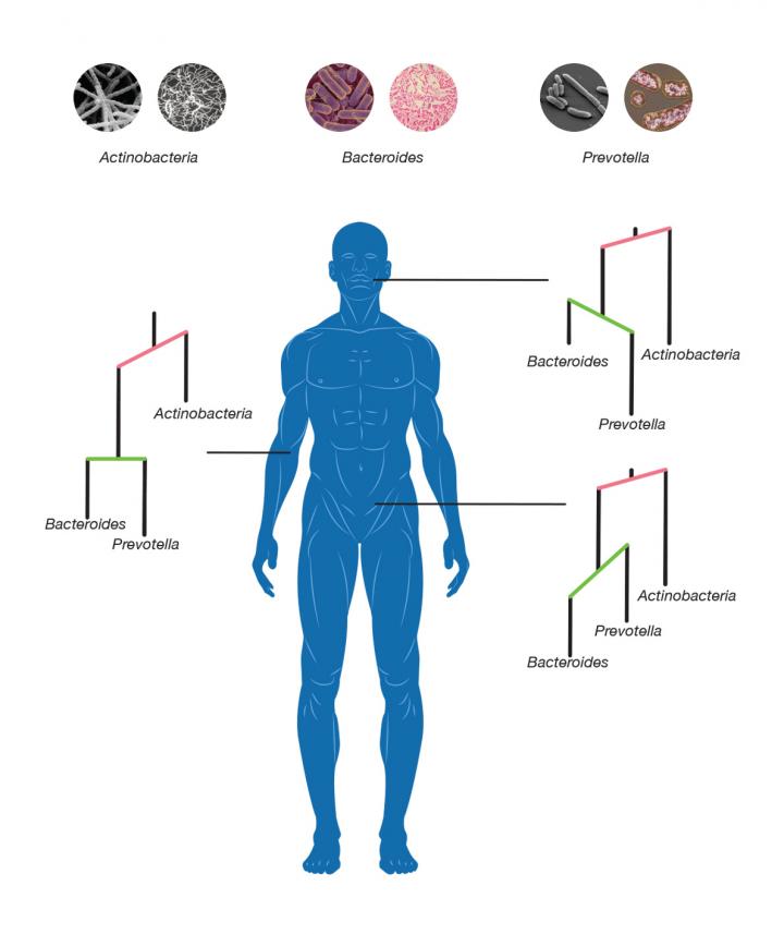 Human Microbiome