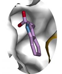 Detail of GH3.5 active site