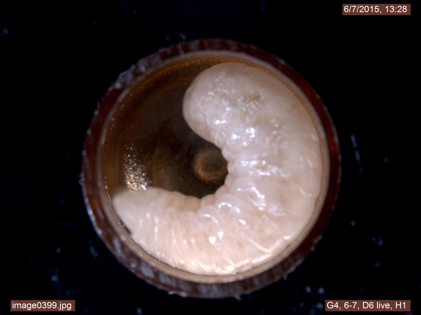Healthy Larvae