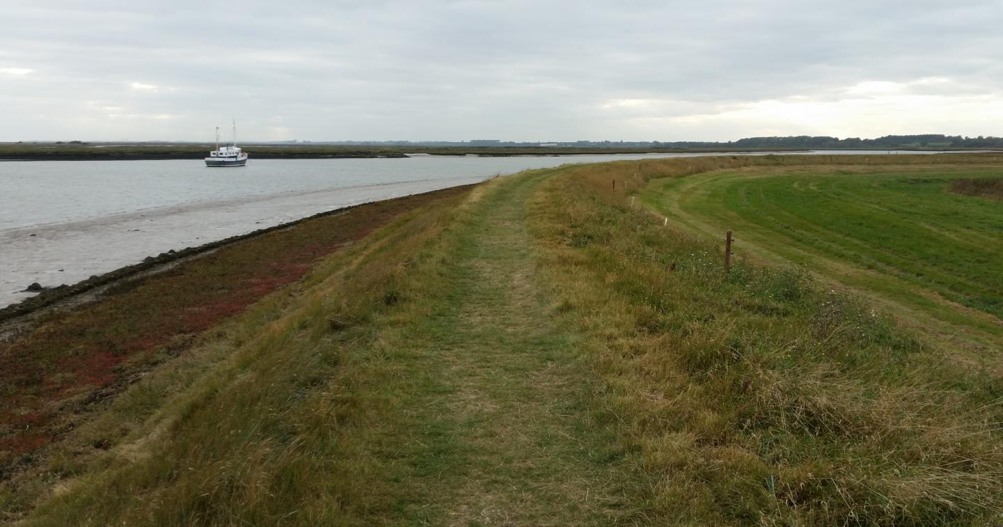 Coastal Salt Marsh