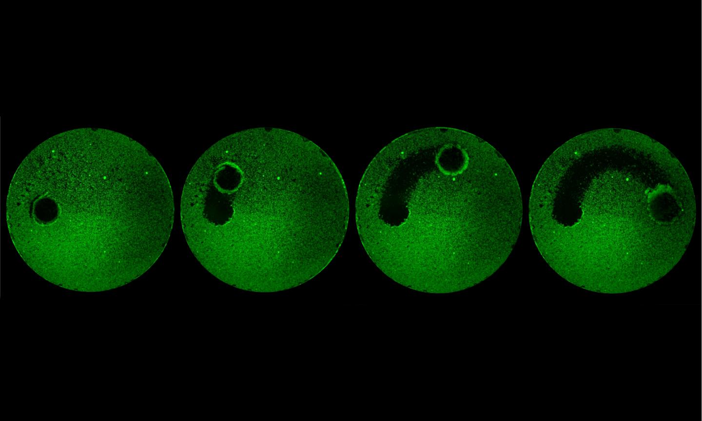 Tiny Robots Lay Waste to Biofilms