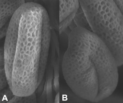 <I>Arabidopsis</I> Pollen