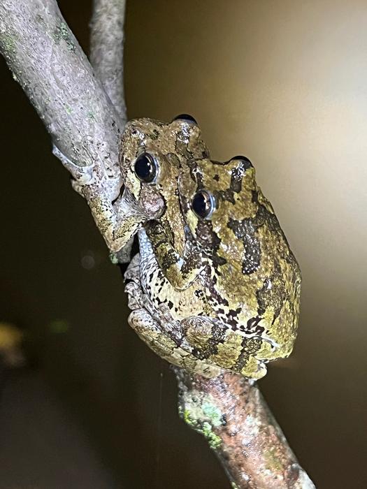 Cope’s gray treefrogs in amplexus 2