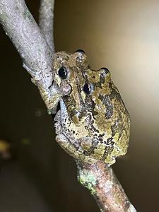 Cope’s gray treefrogs in amplexus 2