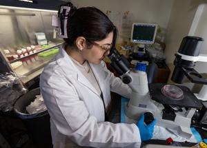 Yasaman Setayeshpour looks through a microscope.