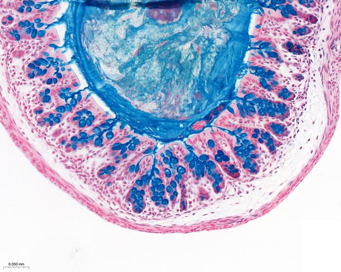 Mice colon