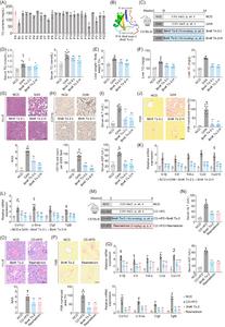 BmK Tx-2, a peptide identified from Bv, reduces hepatic steatosis, inflammation and fibrosis in mice fed GAN diets and CD-HFD.